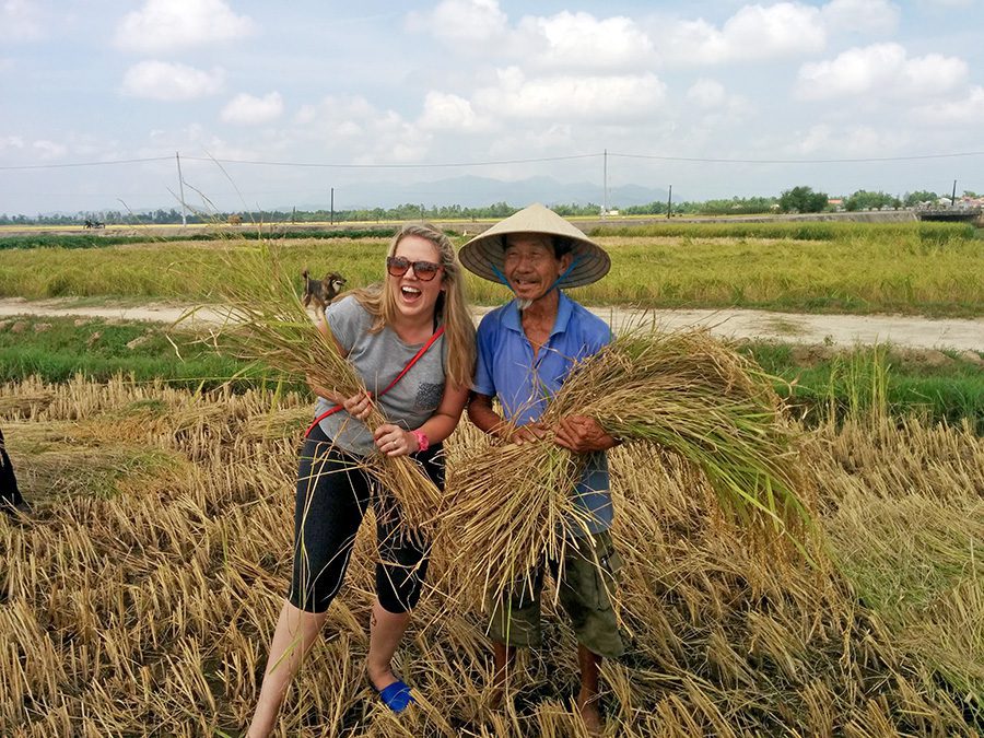 Rice Harvest Hoi An