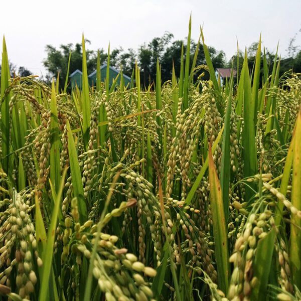 Rice Crop Close Up