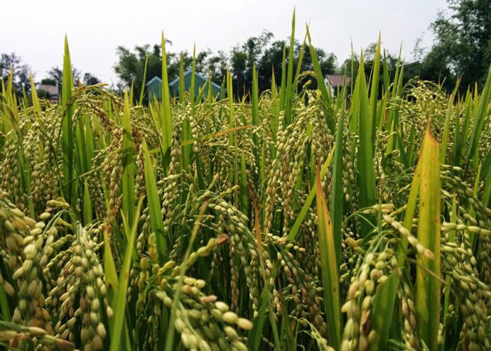 Rice Crop Close Up