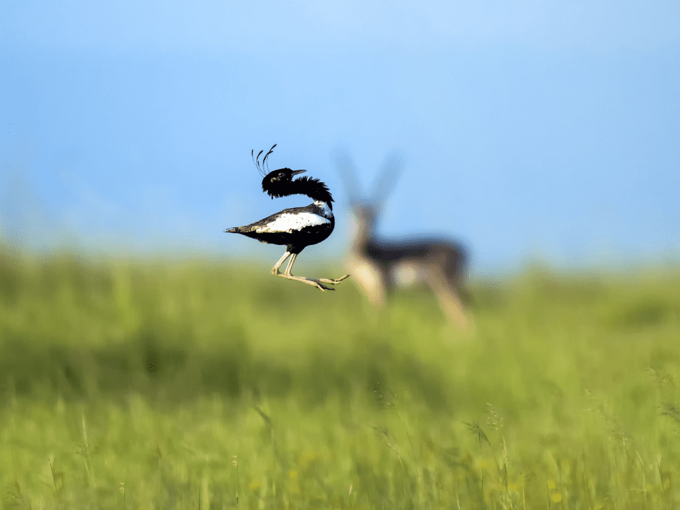 Bengal Florican displaying its plumage in the grasslands of the Northern Plains, Cambodia.