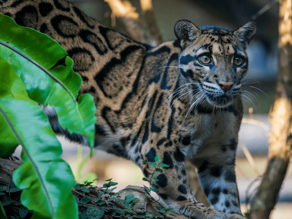 Clouded leopard perched on a tree branch in the Cardamom Mountains, Cambodia.