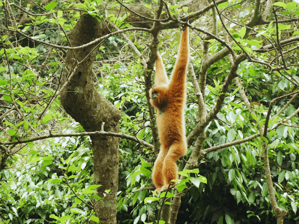 A monkey climbing on ancient trees in Cuc Phuong National Park.