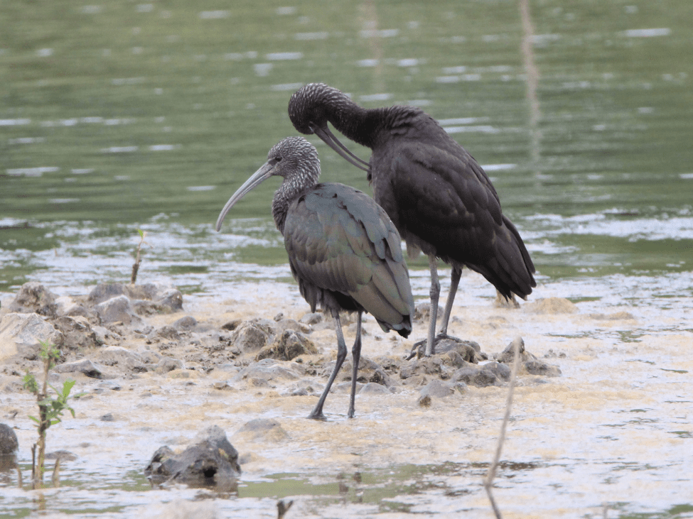Giant ibis wading in wetlands of Tmatboey, Cambodia.