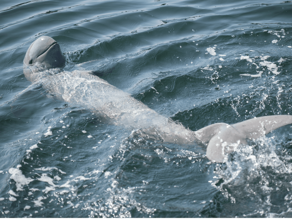 Irrawaddy dolphins swimming in the Mekong River near Kratie, Cambodia. 