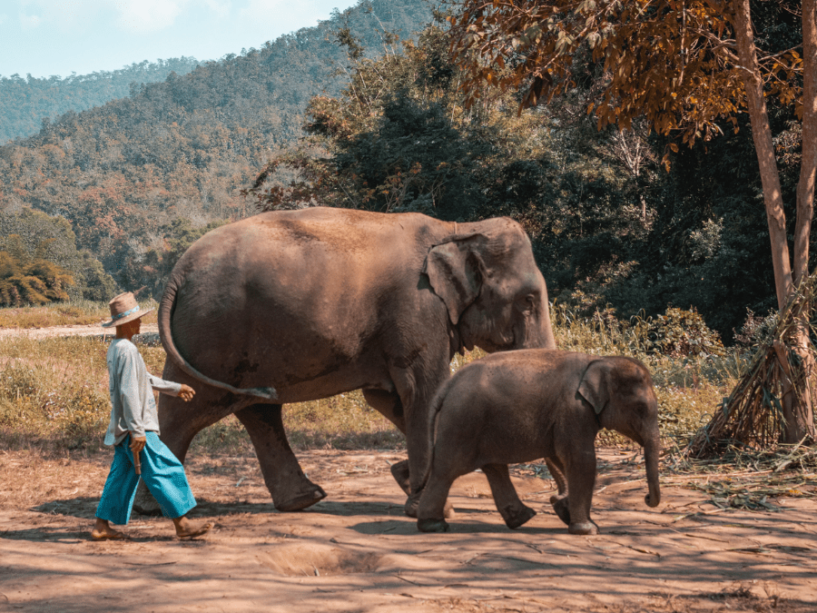 Asian elephants roaming in the lush greenery of Khao Sok National Park.