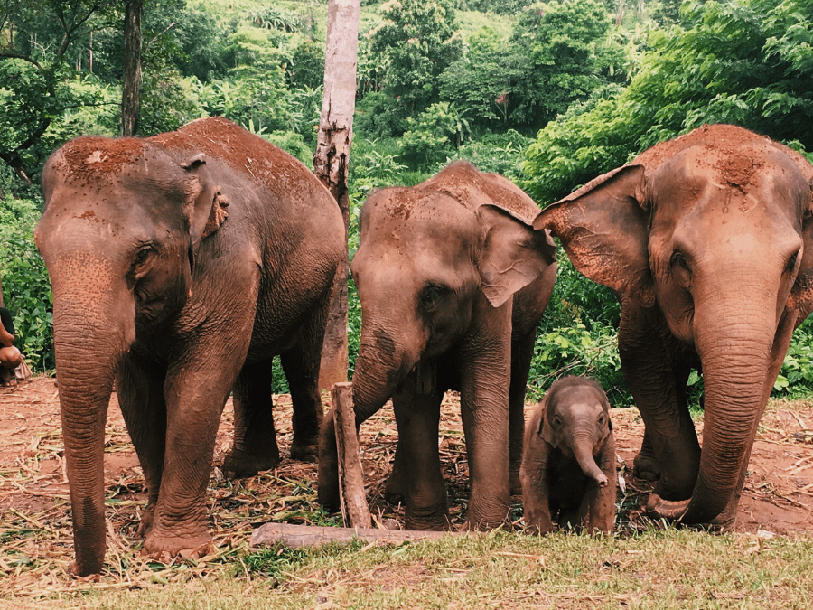 Asian elephants walking through the lush landscapes of Khao Yai National Park.