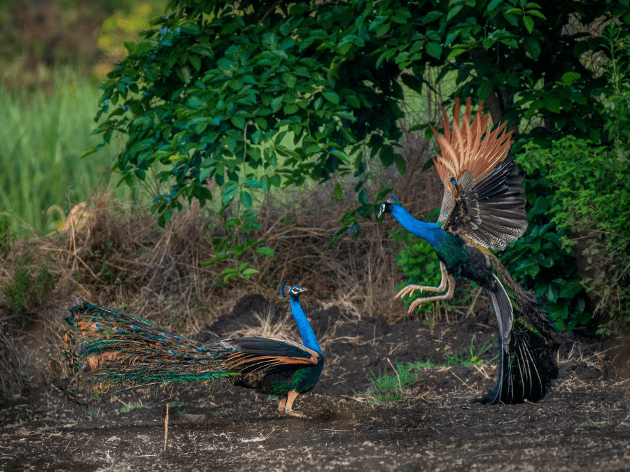 Green peafowl in Mondulkiri Protected Forest.
