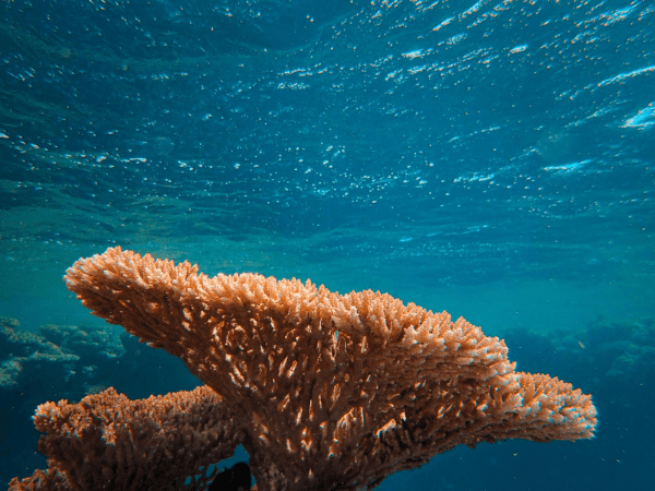 Coral reefs in Phu Quoc National Park.