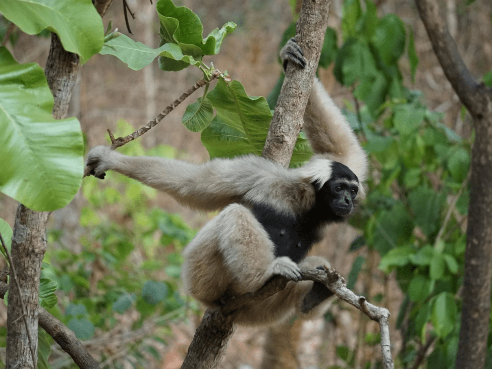 Pileated gibbon swinging from tree branches in Virachey National Park, Cambodia.