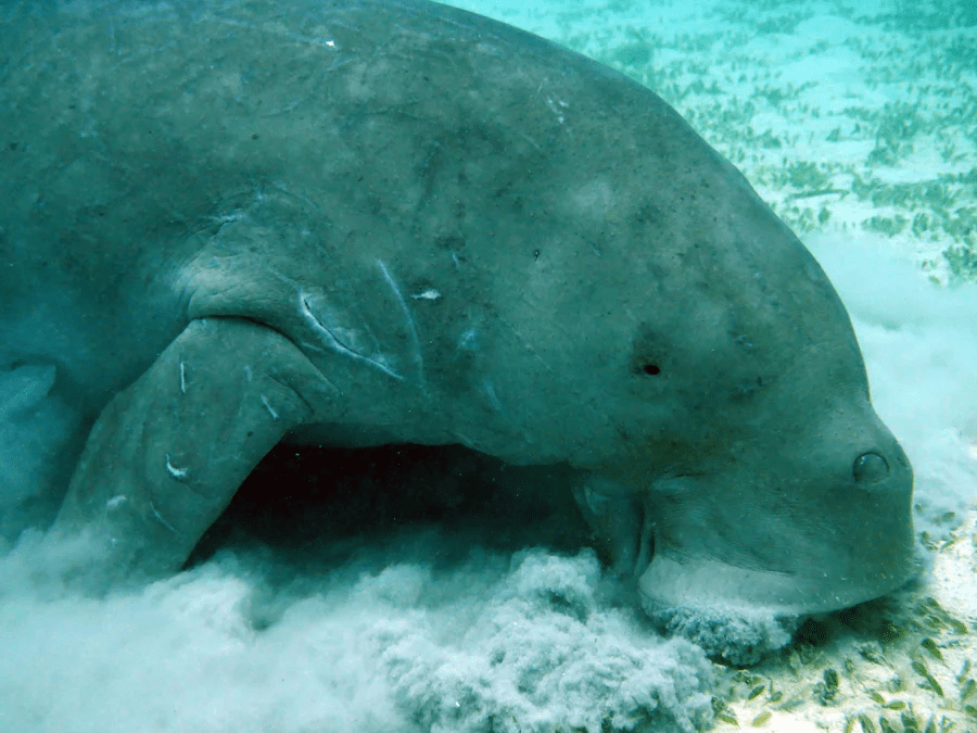 Dugongs swimming near the coast of Ream National Park.