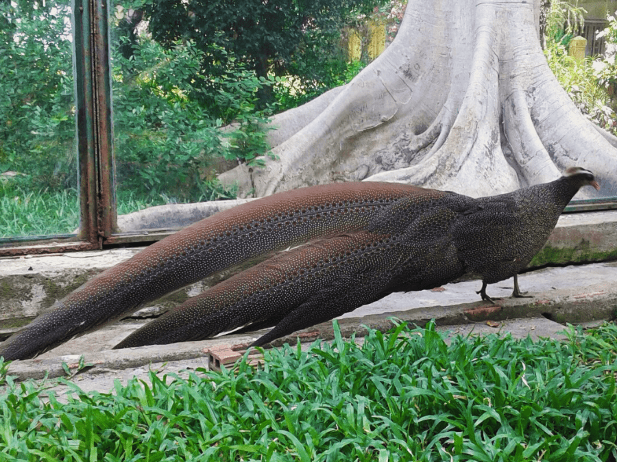 Families exploring rare species at the Saigon Zoo and Botanical Gardens.