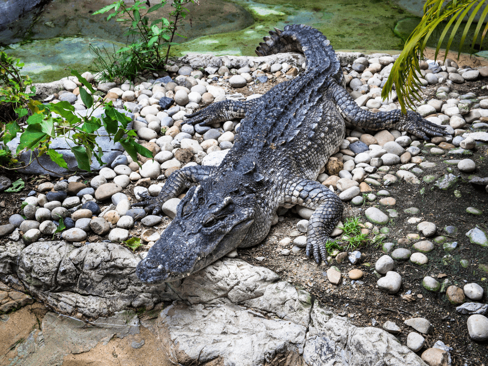 Siamese crocodile resting in the waters of the Areng Valley, Cambodia.