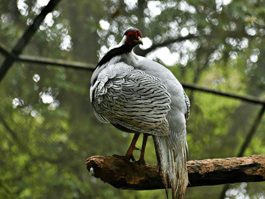 A stunning silver pheasant standing in the lush greenery of Bach Ma National Park.