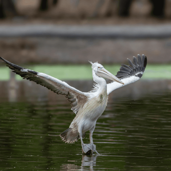 Ultimate Guide to Bird Watching in Siem Reap