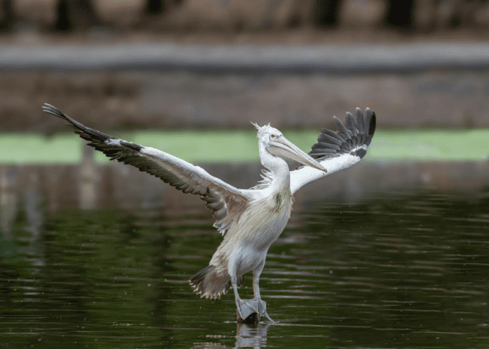 Ultimate Guide to Bird Watching in Siem Reap