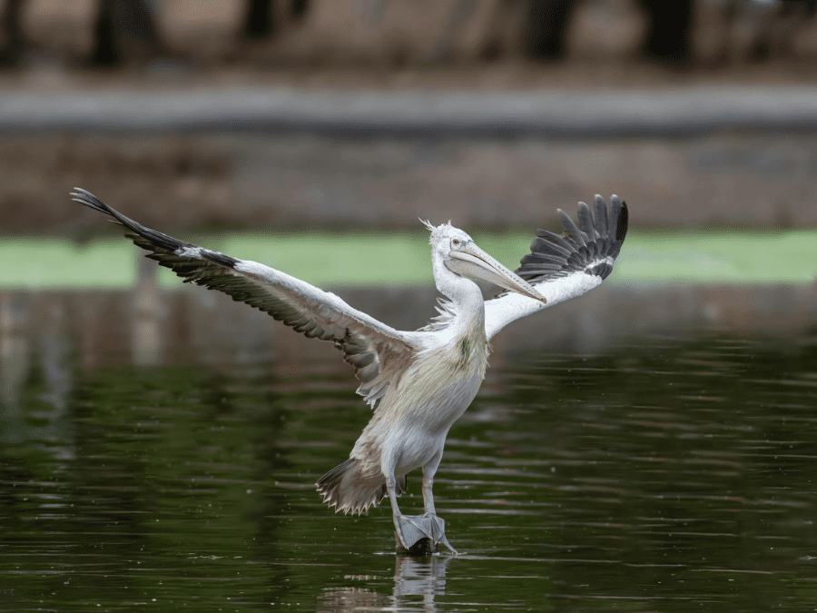 Spot-billed Pelican flying over the waters of Prek Toal Bird Sanctuary, Siem Reap.