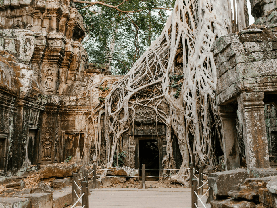 The mystical Ta Prohm temple covered with massive tree roots.