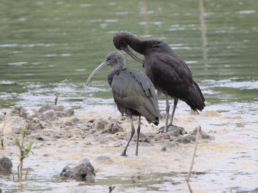 A giant ibis in the wild at Virachey National Park.