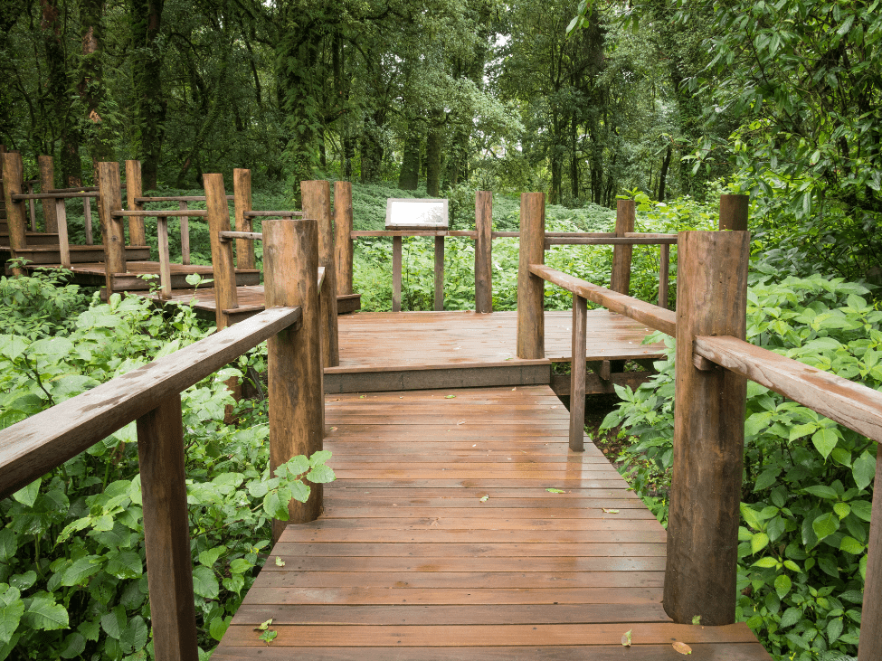 Mystical cloud forest along the Ang Ka Nature Trail at the summit of Doi Inthanon.