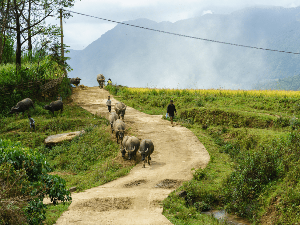 Trekking through rice terraces in Bac Ha, Vietnam