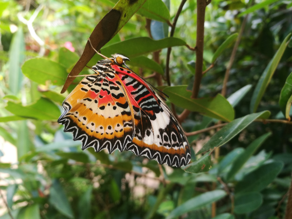 Colorful butterflies at the Banteay Srey Butterfly Centre