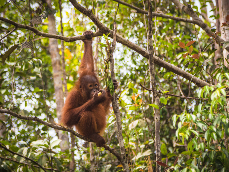 Orangutan in Borneo's rainforest, Malaysia