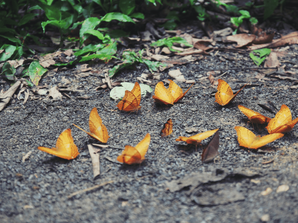 Butterflies in Cuc Phuong National Park.