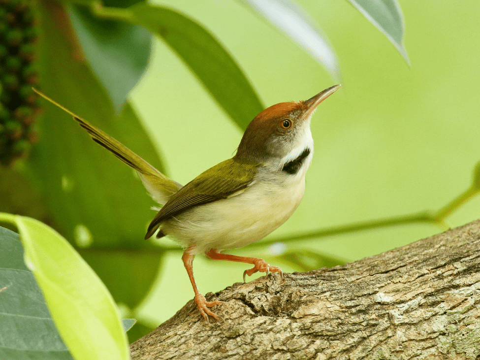 Cambodian Tailorbird in Urban Habitat