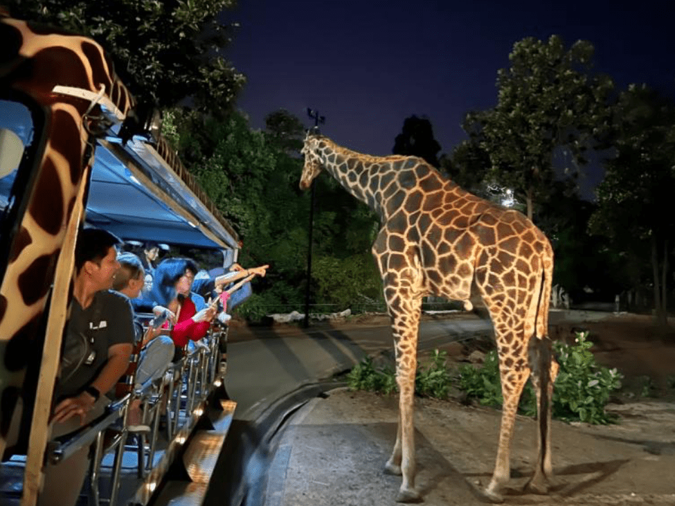 Visitors on a tram ride at Chiang Mai Night Safari