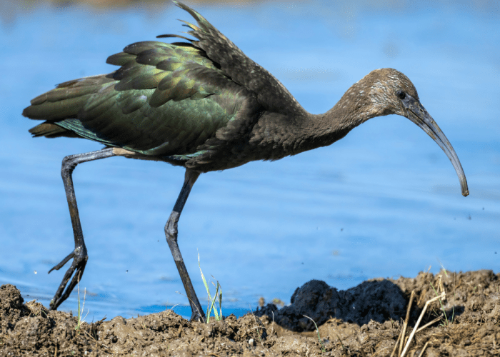 Top 5 Unique Animals Found Only in Cambodia