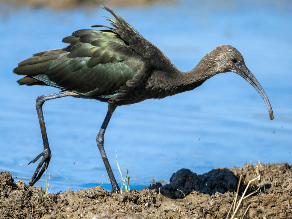 Giant Ibis in Cambodian Jungle