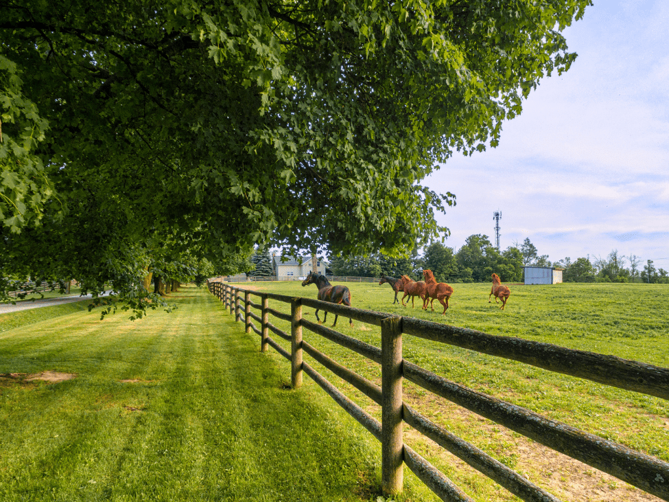 Children enjoying a scenic horse ride at Happy Ranch Horse Farm