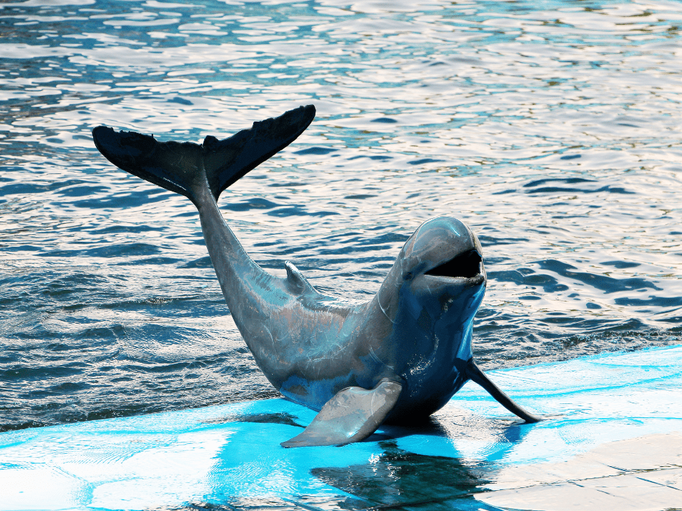 Irrawaddy Dolphin in Mekong River