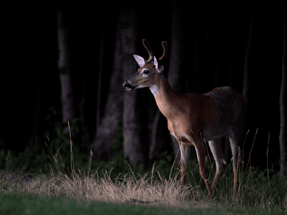 Tourists spotting wildlife at Khao Yai National Park night safari