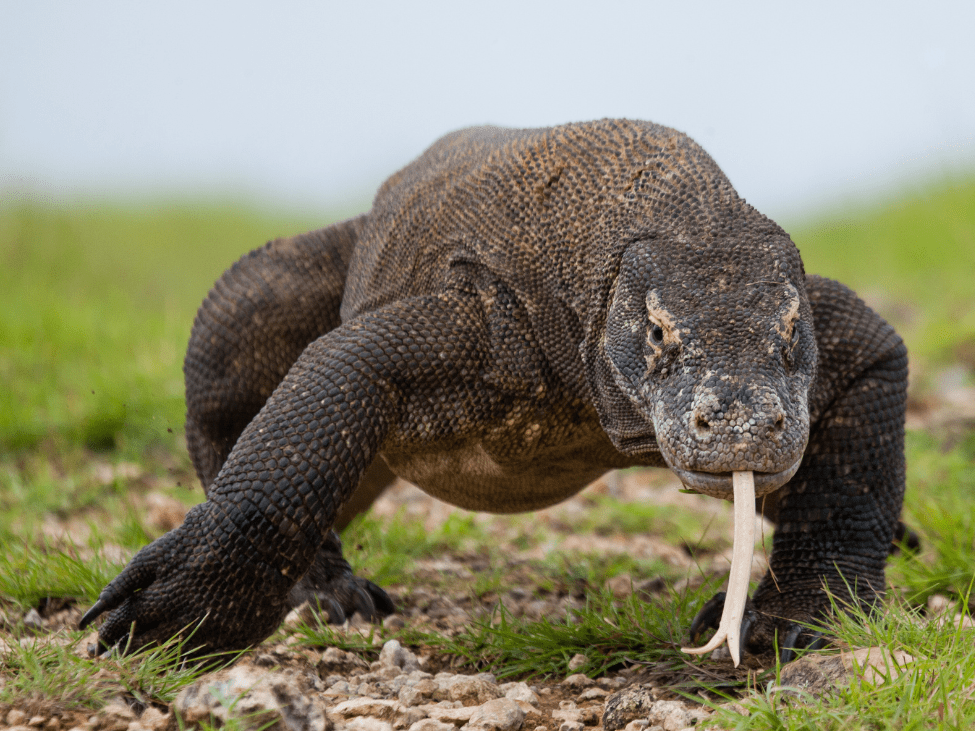 Komodo dragon in Komodo National Park, Indonesia