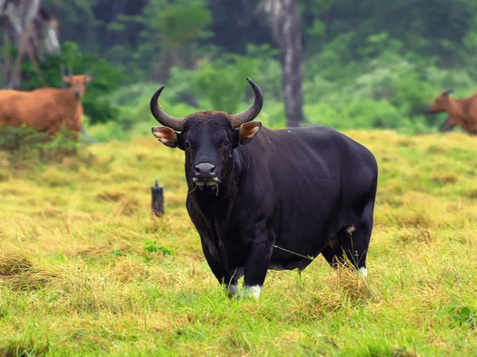 Kouprey in Cambodian Forest