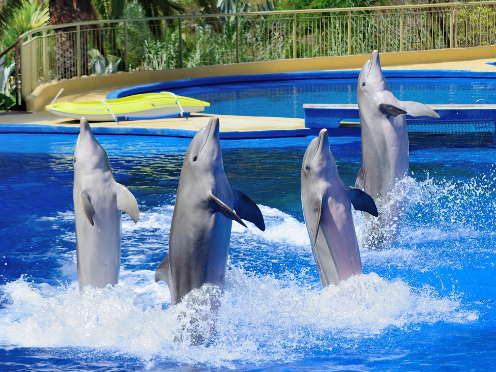 Family enjoying a night show at Pattaya Dolphin World and Safari