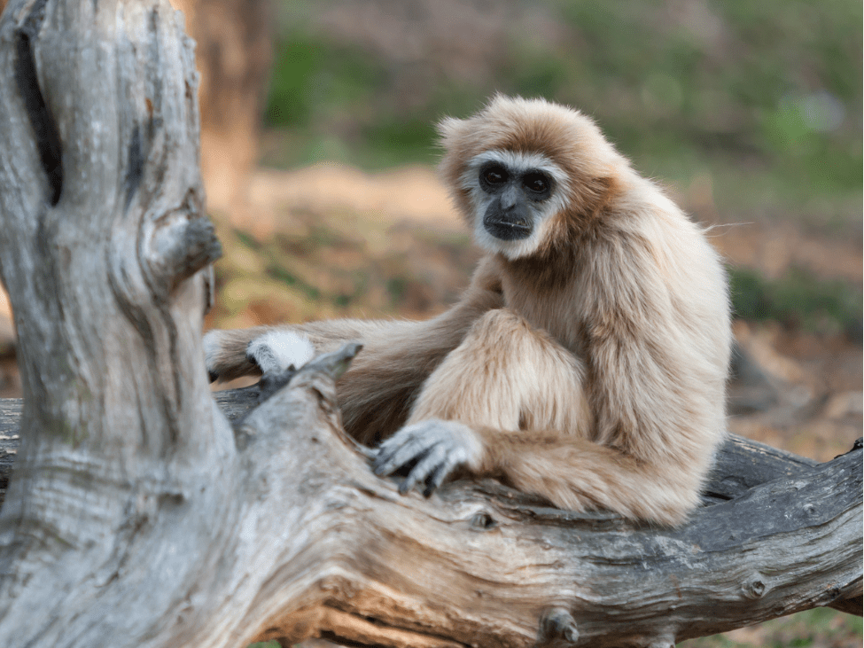 Pileated Gibbon Swinging in Trees