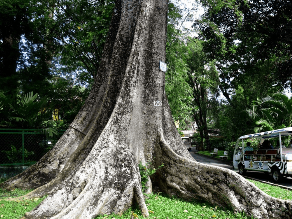 Ancient trees in the botanical garden at Saigon Zoo and Botanical Garden