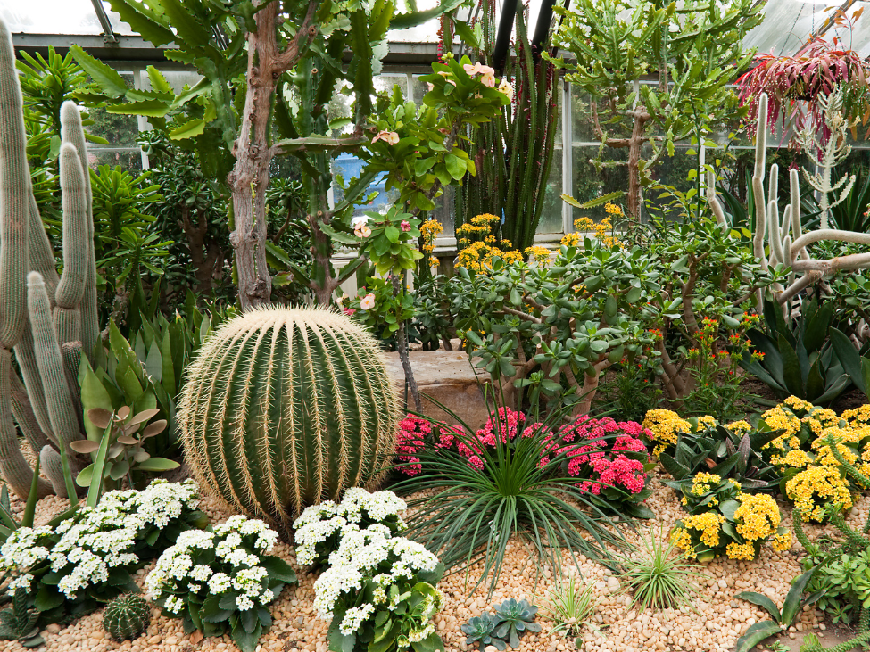 Cacti in the cactus garden at Saigon Zoo and Botanical Garden