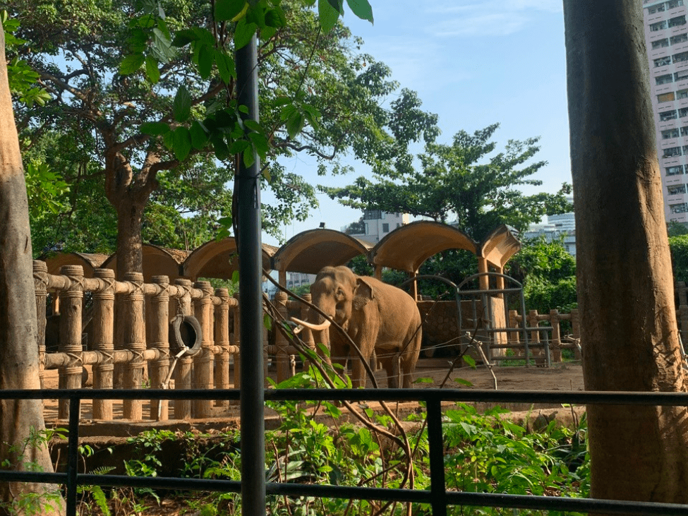 Elephants in their enclosure at Saigon Zoo and Botanical Garden