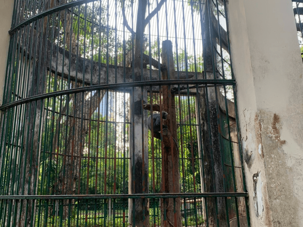 Monkeys swinging in the primate section at Saigon Zoo and Botanical Garden