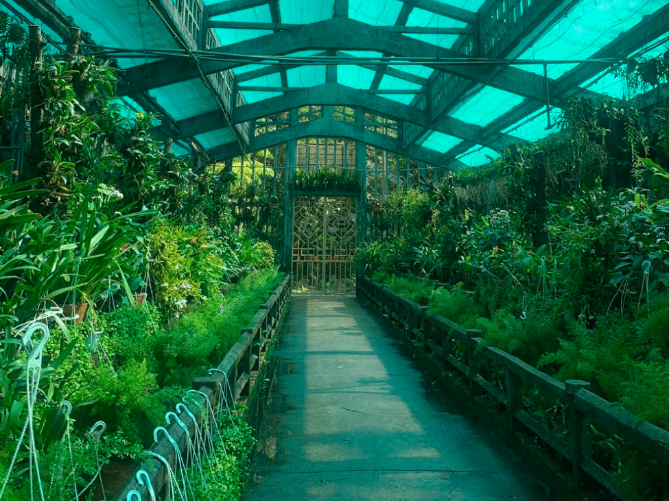 Vibrant orchids in the botanical garden at Saigon Zoo and Botanical Garden