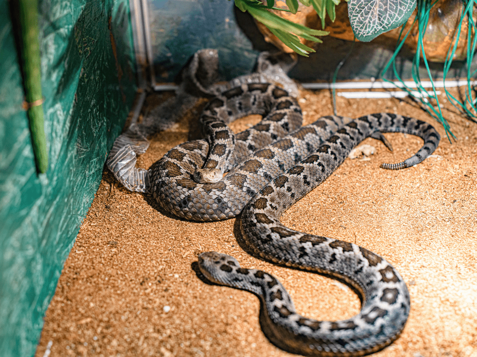 Snake in the reptile house at Saigon Zoo and Botanical Garden