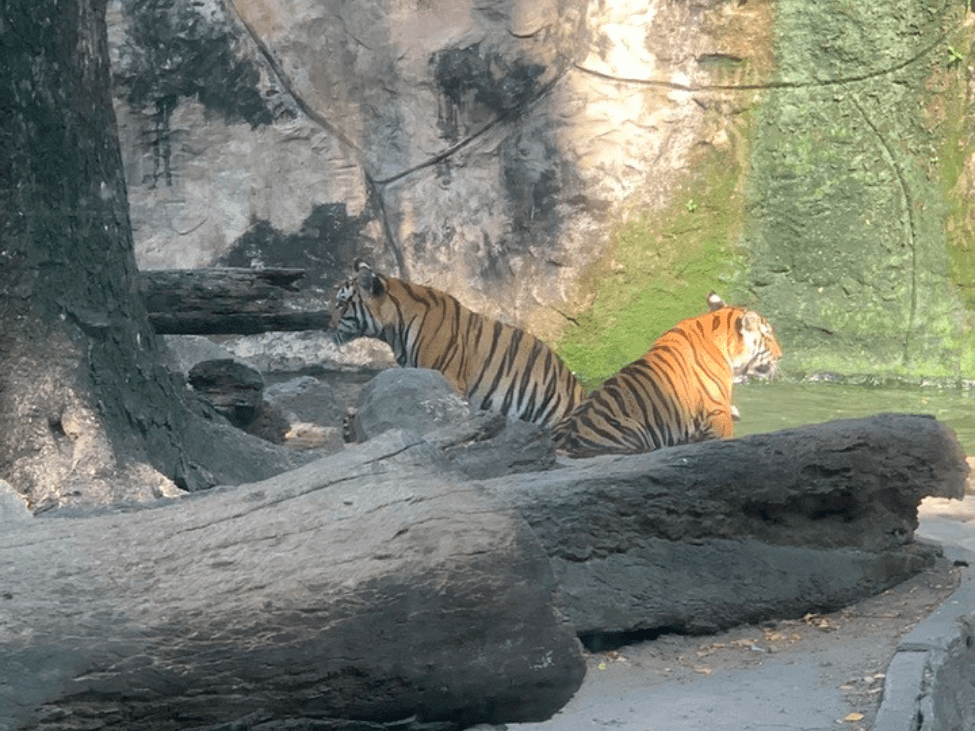 Tiger lounging in the big cat area at Saigon Zoo and Botanical Garden