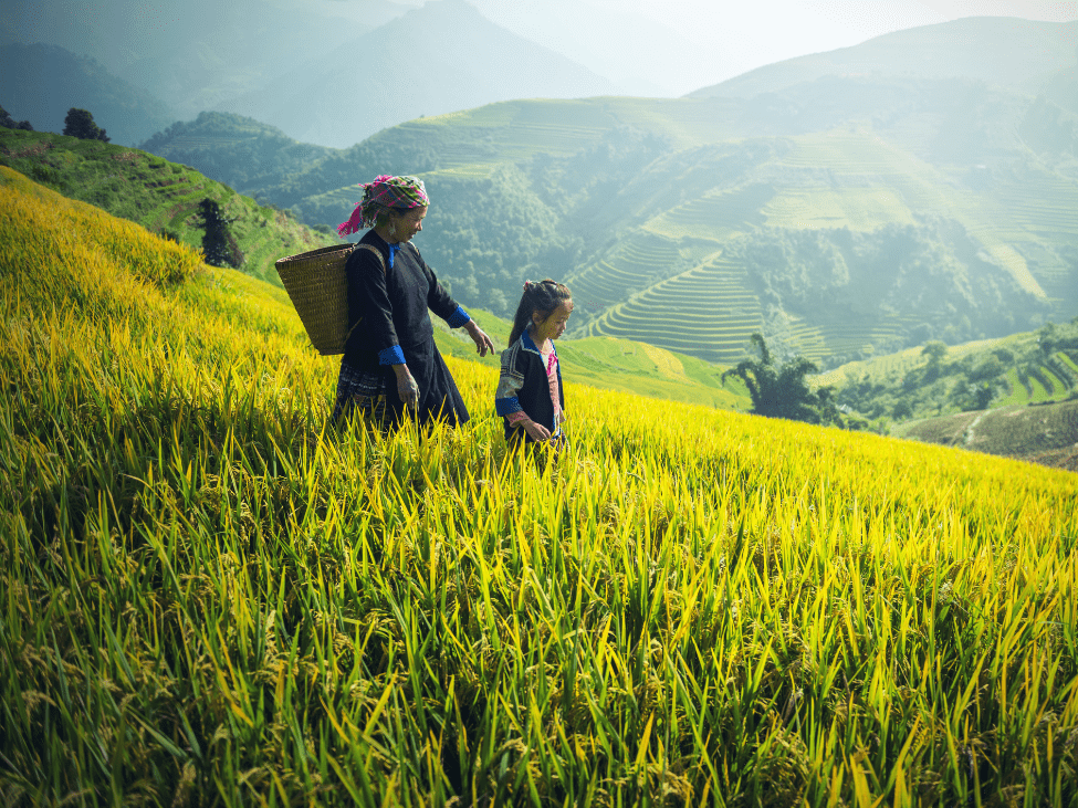 Lush green terraced rice fields in Sapa during the monsoon season