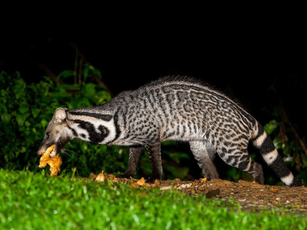 Tourists enjoying a night safari at Suan Lamai plantation