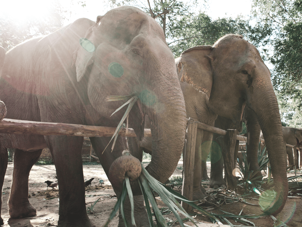 Children interacting with elephants at a sanctuary