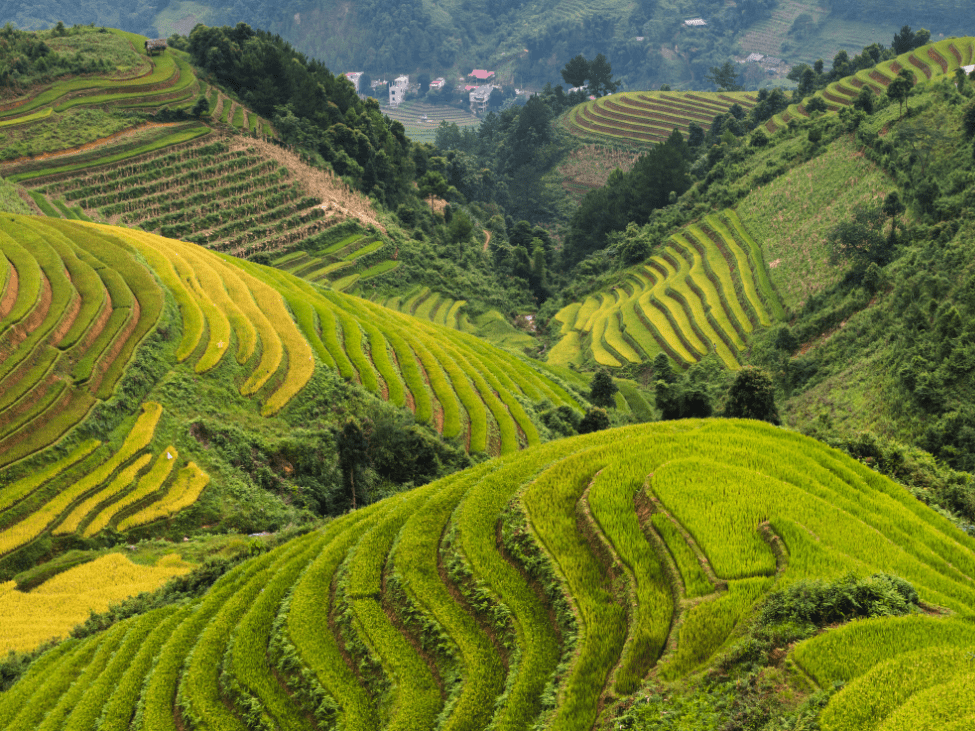 Trekking through the green terraced fields of Sapa during monsoon season