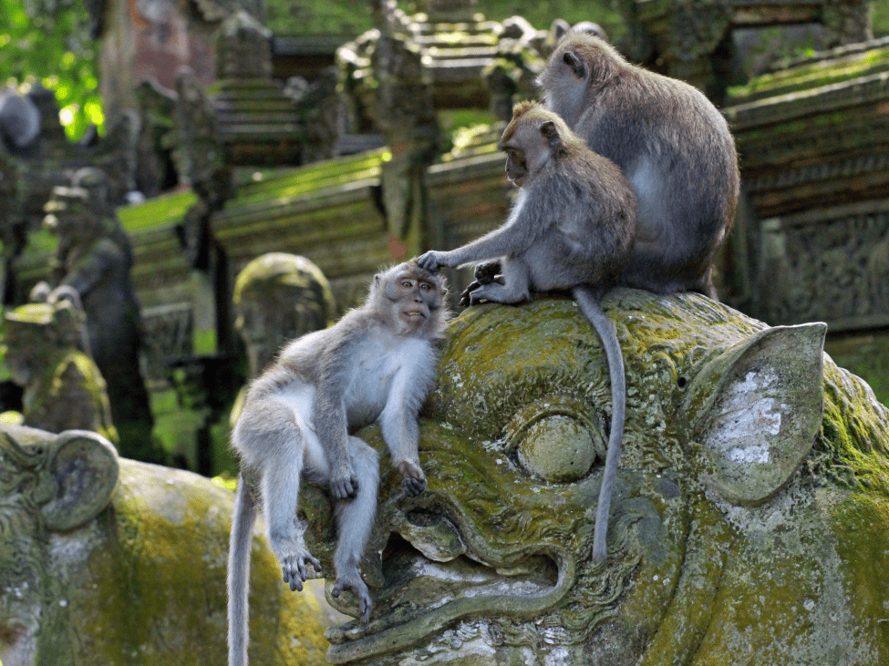 Monkeys in Ubud Monkey Forest in Bali, Indonesia